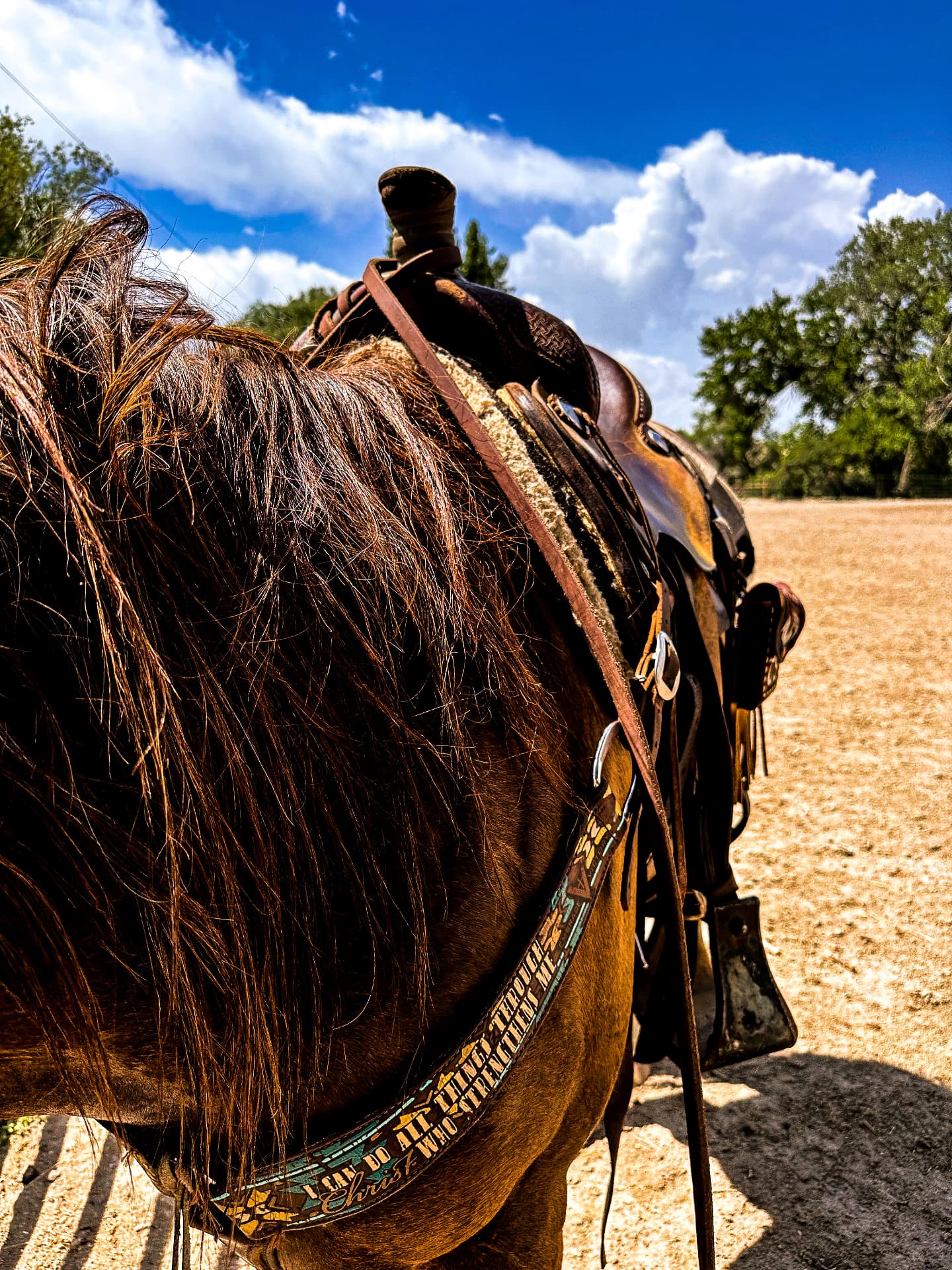 Saddled horse ready to work in the arena.