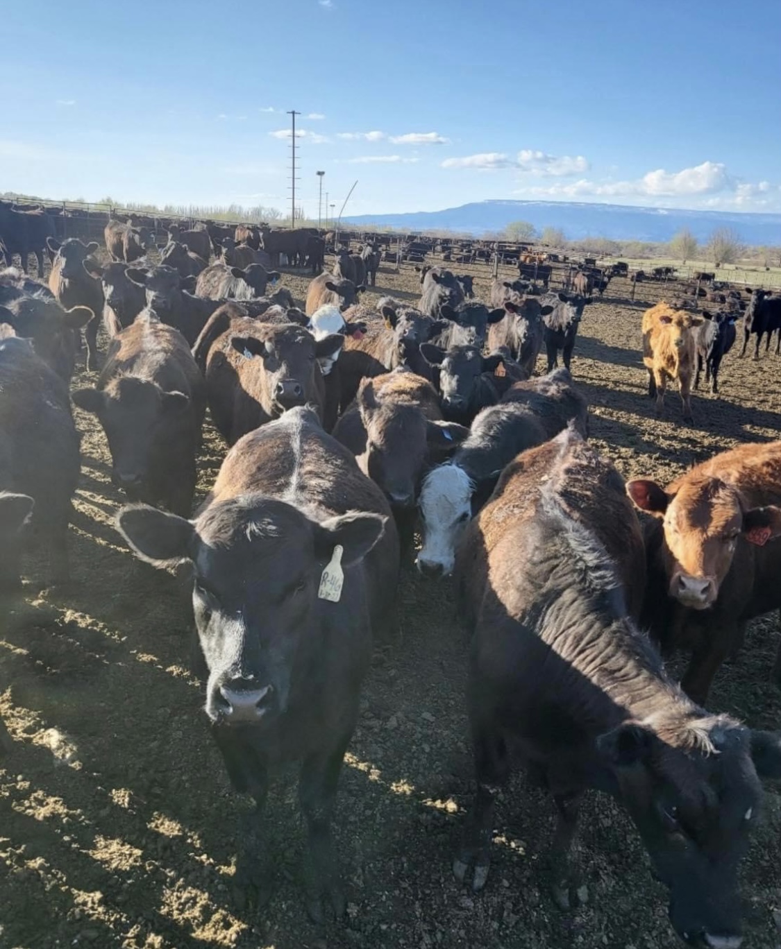 Cattle Yard Visit, western lifestyle event marketing and brand activation by Branded Arrow Marketing