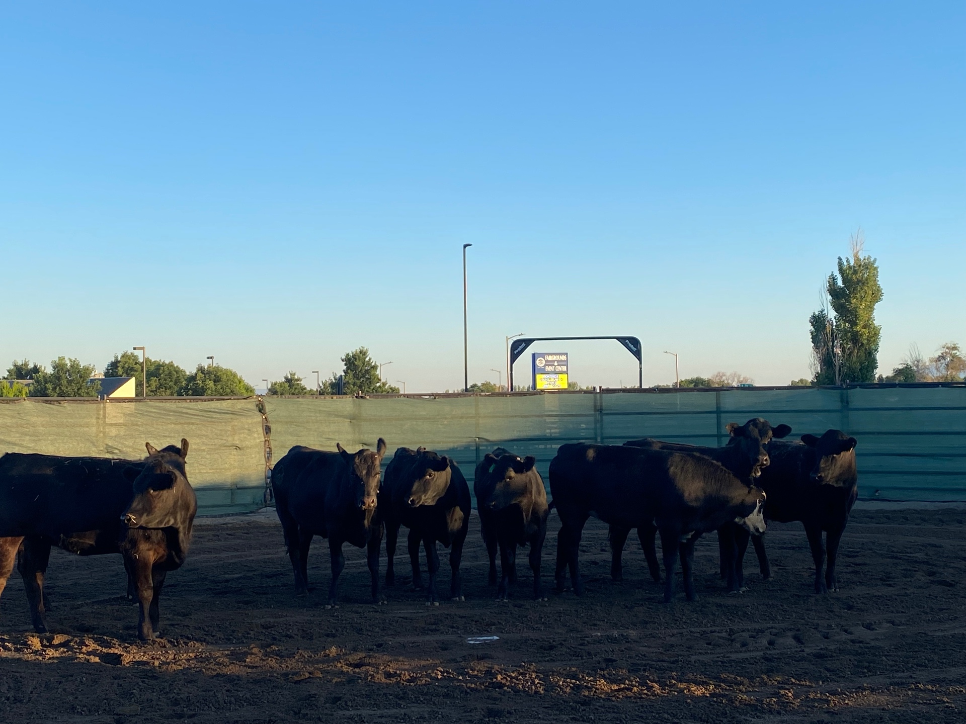 Cattle Handling, western lifestyle event marketing and brand activation by Branded Arrow Marketing